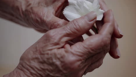 close-up of elderly hands gently holding a white flower