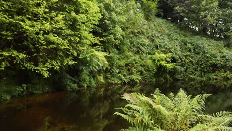 lush greenery and calm river in glasgow