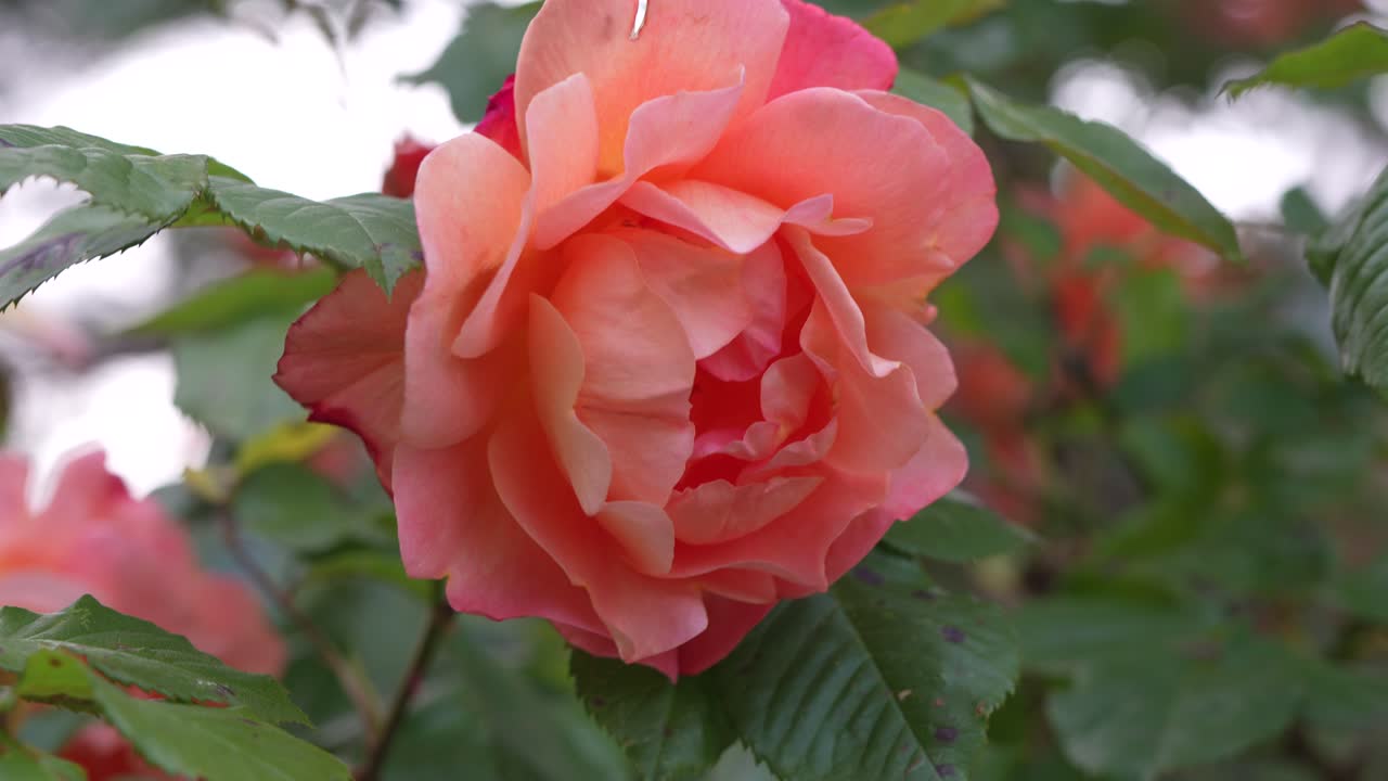 Peach rose blossoms in full bloom surrounded by fresh green leaves in natural daylight