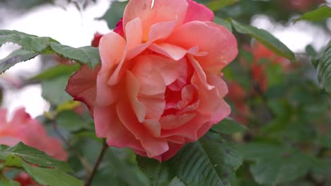 peach rose blossoms in full bloom surrounded by fresh green leaves in natural daylight