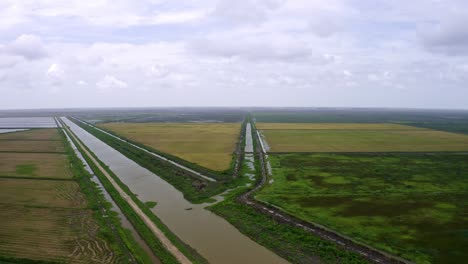 Aéreo:-Grandes-Campos-De-Arroz-Abiertos-Con-Un-Río-Que-Fluye-A-Través-De-Ellos,-Paisaje-En-Nickerie-Surinam