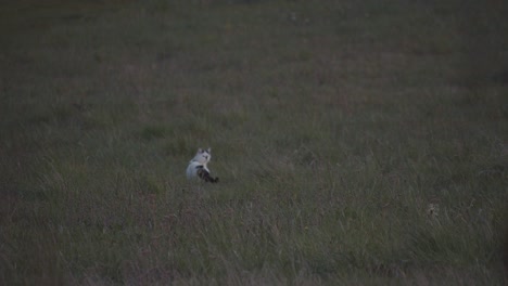 black and white cat looks around and walks off in a meadow, static wide shot