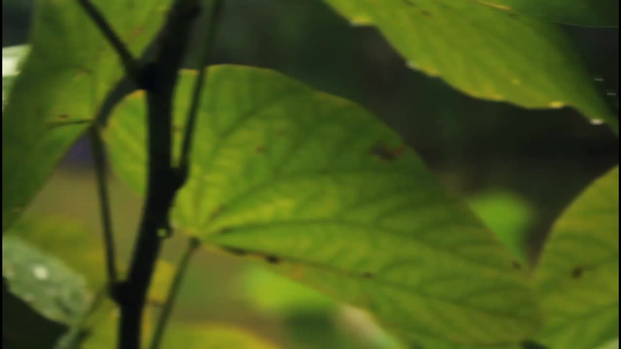 hojas besadas por el rocío