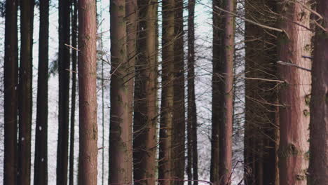 passing through beautiful tall forest trees in snowfall during winter season