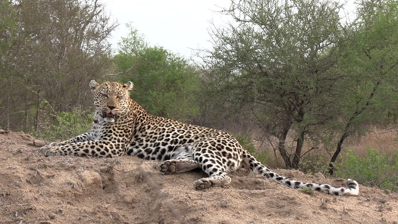 el leopardo yace sobre un montículo en el suelo sucio, se levanta y se aleja