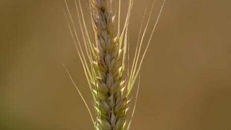 cerrado de trigo ecológico de granja en luz solar natural