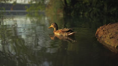 Europäische-Ente-Schwimmt-Zur-Goldenen-Stunde-Im-See-Von-Banyoles,-Spanien