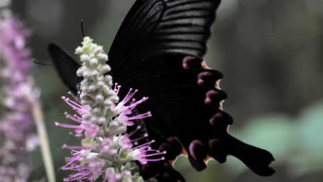 slow motion of black butterfly, china