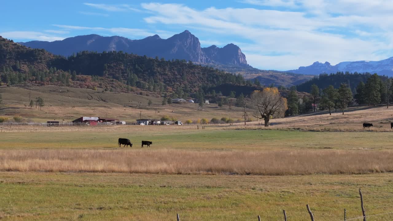 Serene Colorado farm with cattle, mountains, peaceful rural scene