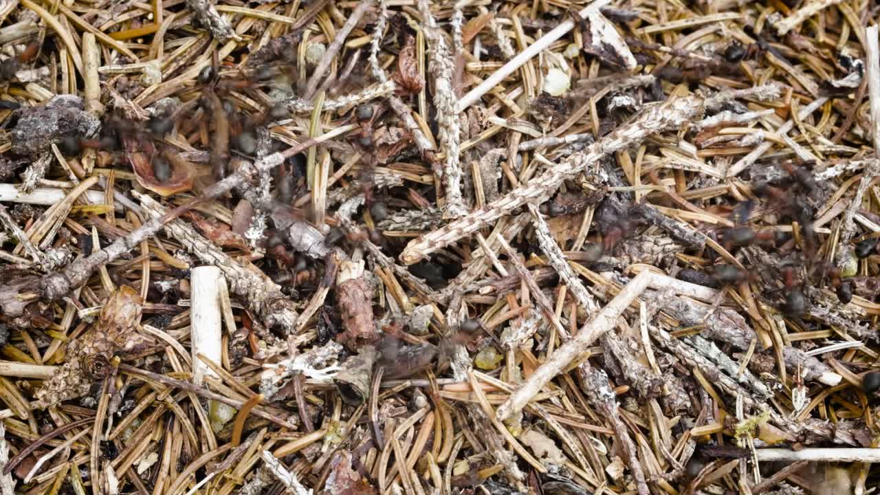 timelapse colina de hormigas salvajes en el bosque .