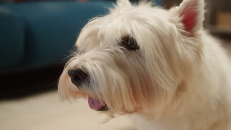 close-up of a white westie dog