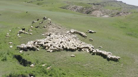 aerial drone shot of herd of sheep grazing in caucasus mountains