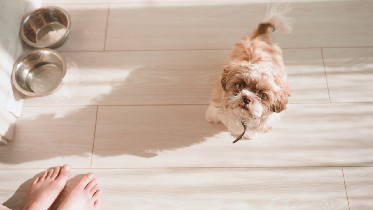 Pet Attentively Observes Sunlight Beside Meal Bowls, Dog Gazing At Sunlight Close To Food And Tiled Surface, Animal Intently Looks At Sunlight While Positioned Close To Dining Bowls On Tiled Flooring