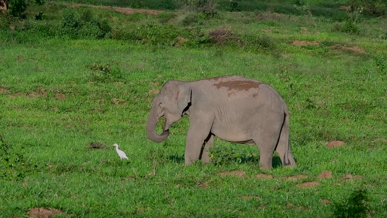 아시아 코끼리는 멸종 위기 종이며 태국 거주자이기도합니다.