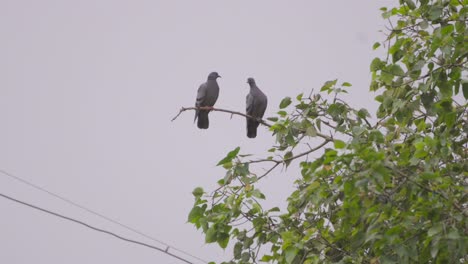 dos palomas sentadas en un árbol en una amplia vista día lluvioso dos palomas sitting on tree in a amplia vista amor