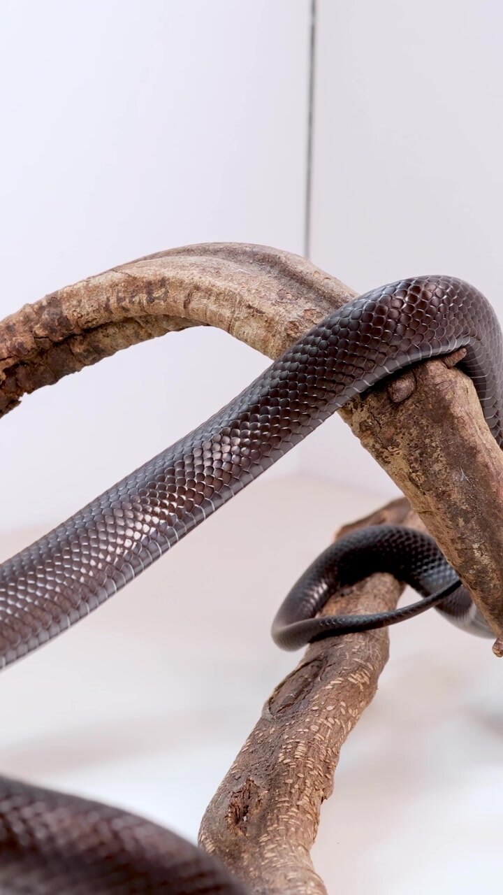 A Mexican Black Kingsnake gracefully moves along a branch in a well-lit studio setting, showcasing its smooth, dark scales