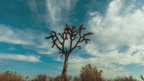 cloudscape dramático con un árbol de josué en el primer plano del paisaje del desierto de mojave - tire de lapso de tiempo de movimiento hacia atrás