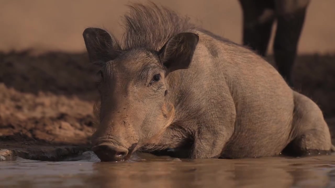 Søde baby-safari dyr, herunder vortesvin, i Afrika. Vilde safari dyr i deres naturlige afrikanske habitat.