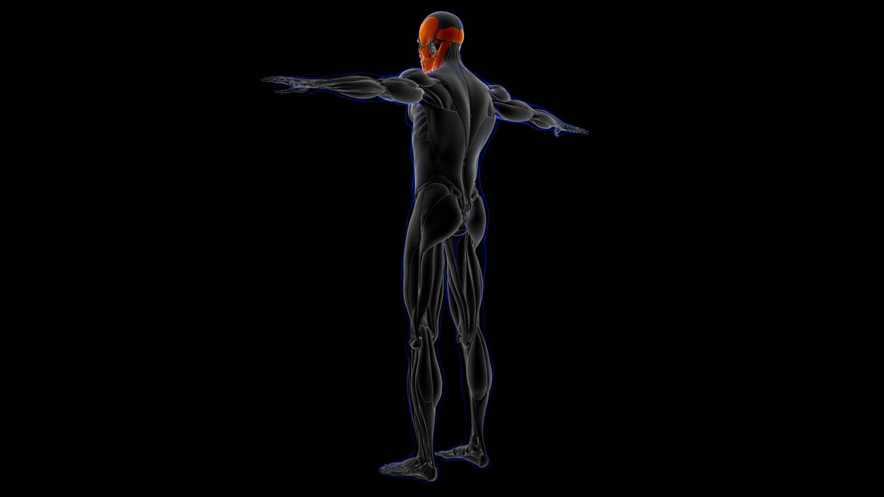 анатомия мышц головы для медицинской концепции циклов способных 3d иллюстрации