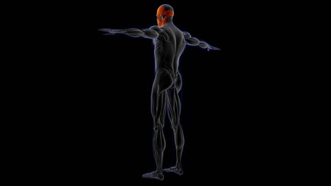 anatomía del músculo de la cabeza para el concepto médico bucle capaz ilustración 3d