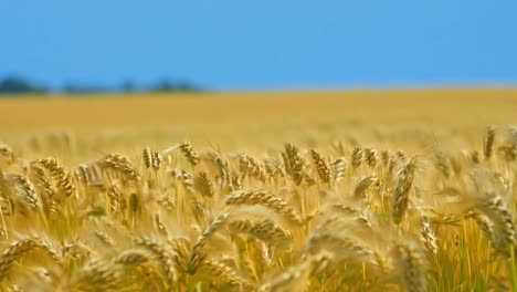 golden wheat field