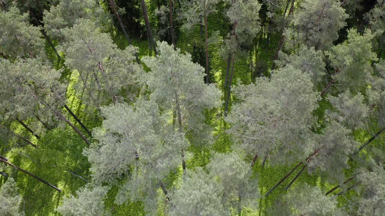Bird's Eye View Over Beautiful Pine Forest In Warmia, Poland - drone shot