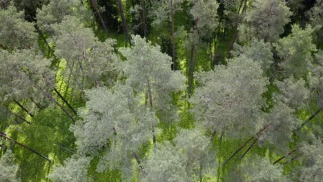 Vista-De-Pájaro-Sobre-El-Hermoso-Bosque-De-Pinos-En-Warmia,-Polonia---Disparo-De-Drone