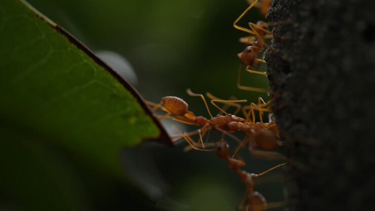 Ants Carrying a Leaf