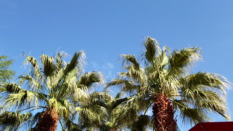 Viento-Que-Sopla-Suavemente-Los-Cocoteros-Contra-El-Cielo-Azul