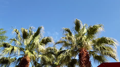 viento que sopla suavemente los cocoteros contra el cielo azul