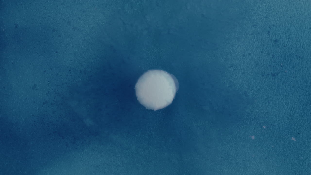 Bacterial Culture on Agar Plate