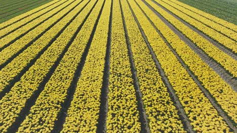 aerial drone flying over colorful tulip flower fields in holland