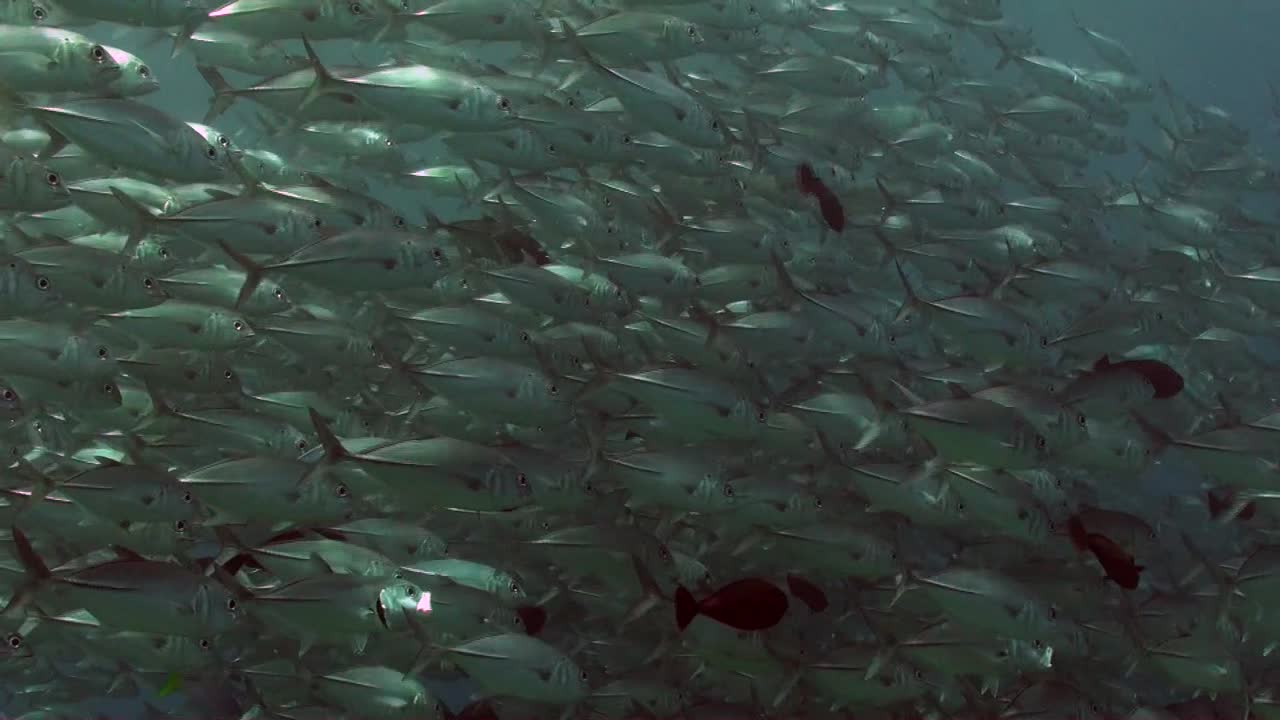 Dense shoal of bigeye Trevally swimming close to surface, sunlight reflect on their bodies