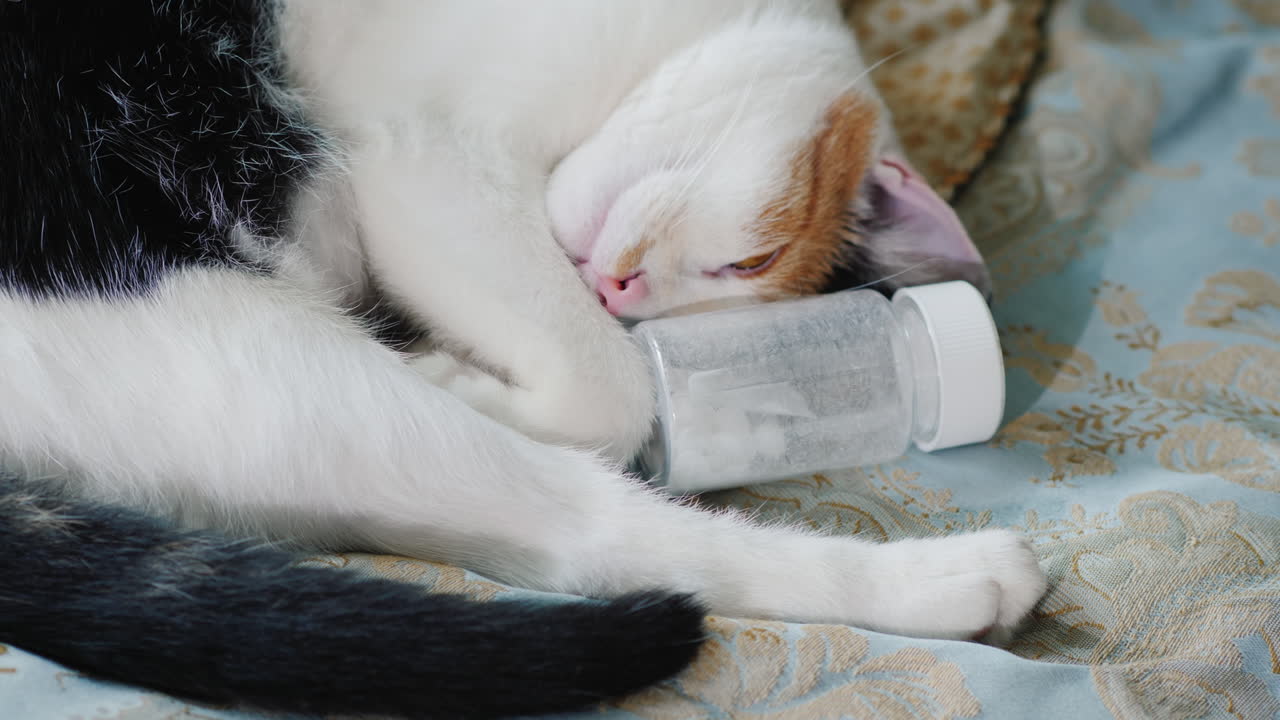 고양이는 머리가 두통약과 재미있는 동물 한 병에 기대어 침대에 누워 있다