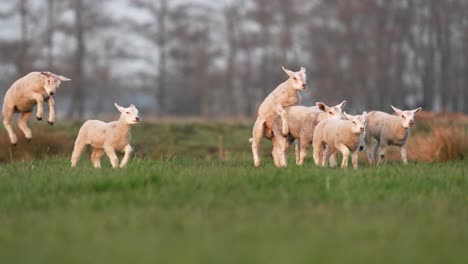 playful lambs in green pasture jumping and fooling around