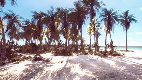 un paraíso tropical con arena blanca y palmeras