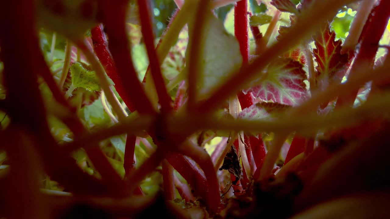 식물 내부에서 위로 기울이기