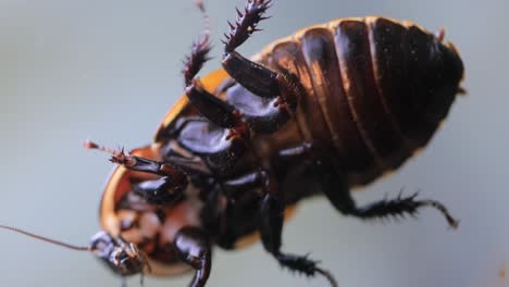 cockroach crawling on the glass. lucihormetica is a south american genus of giant cockroaches from the family blaberidae, collectively referred to as glowspot cockroaches.