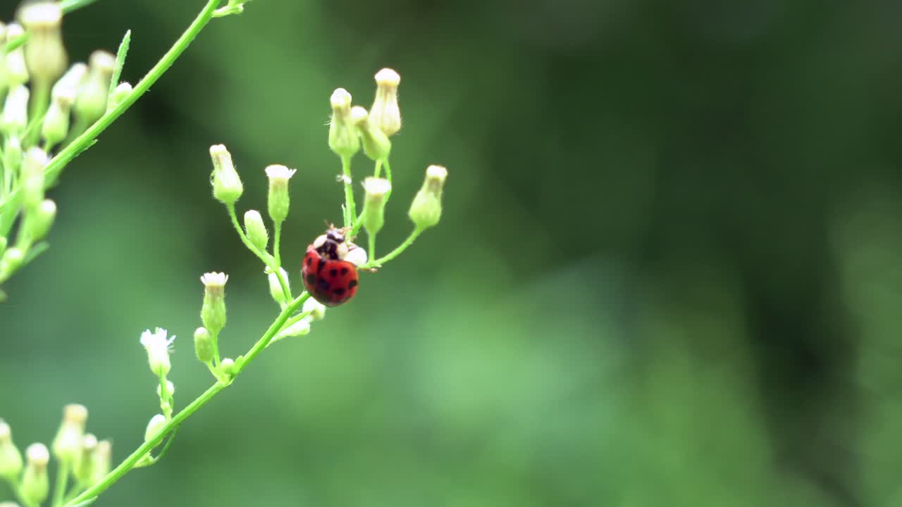 A ladybug eating aphids off of a plant in the outdoors