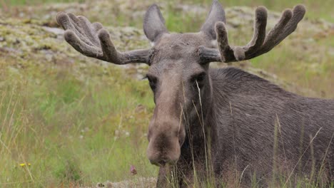 elk or moose, (alces alces) in the green forest. beautiful animal in the nature habitat.