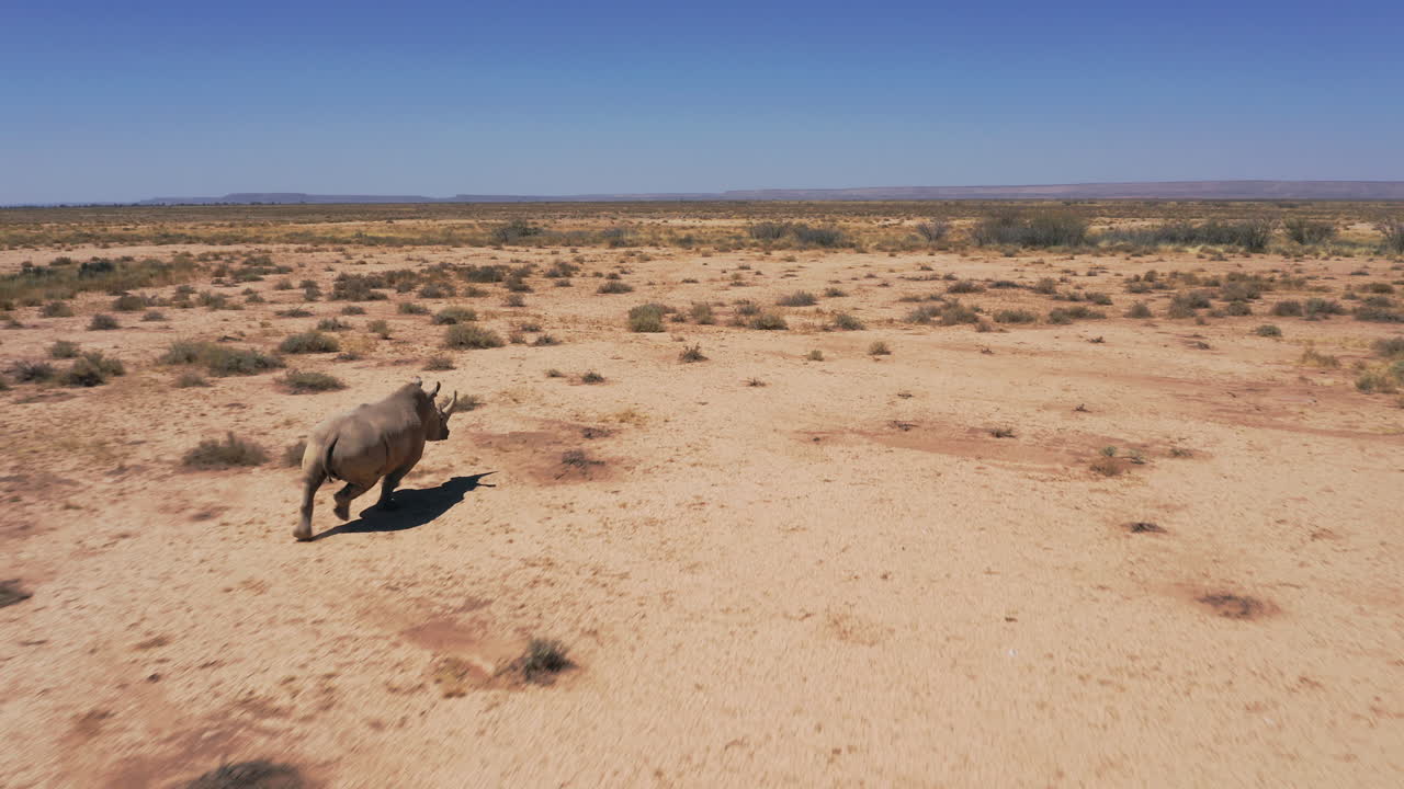 Drone video of a wild rhino running alone in the harsh and arid desert landscape of Namibia