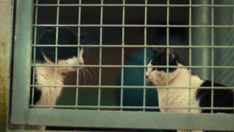 bicolor tuxedo cats resting in a cage in an animal shelter