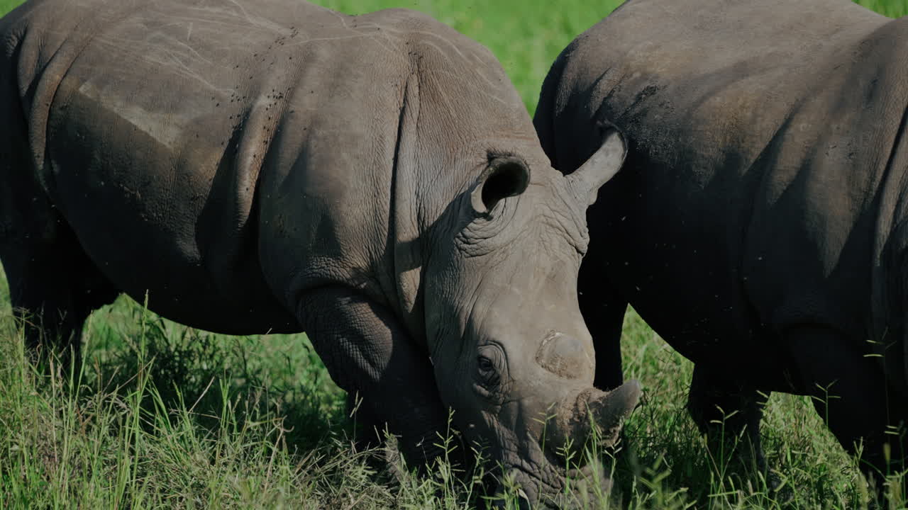 Two White Rhinos Grazing