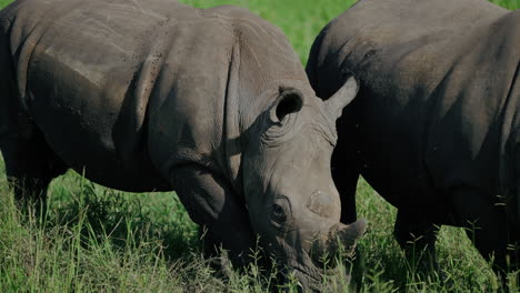 two white rhinos grazing