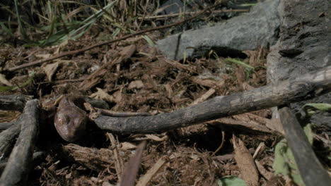 Crested-gecko-in-the-wild---small-baby-lizard