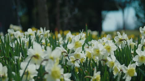 Árboles-Y-Rocas-Rodeadas-Por-Un-Lecho-De-Narcisos-Blancos.