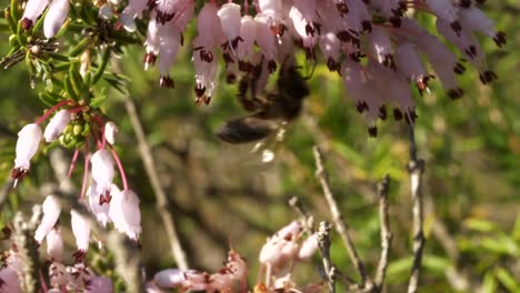 abeja melífera vuela alrededor de diminutas flores rosas y se detiene un par de veces para chupar néctar