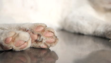 close up of a white cat's paws