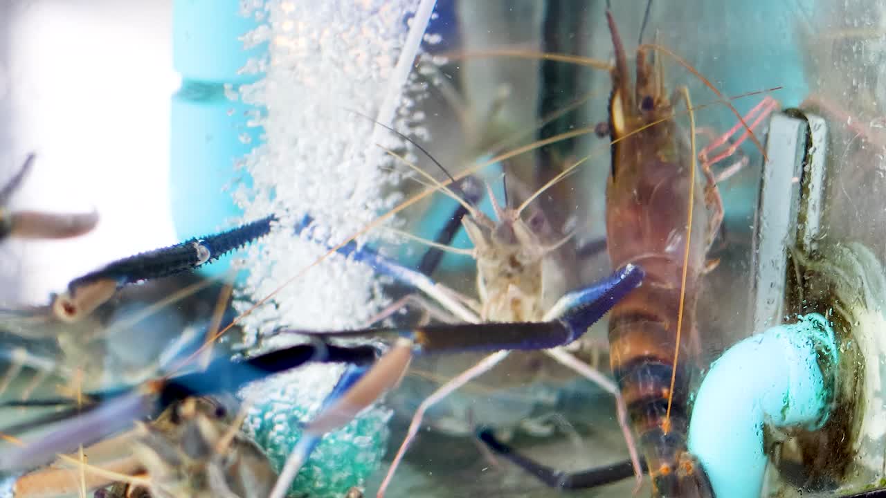 수족관에서 살아있는 새우