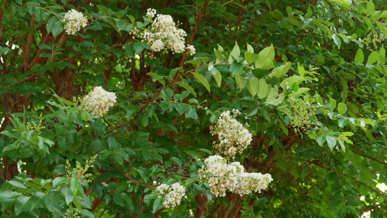 White Lagerstroemia Crepe Myrtle Blooms Gently Swaying In Soft Wind On A Flowering Tree. Close-up Shot